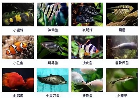 觀賞魚品種 聚气